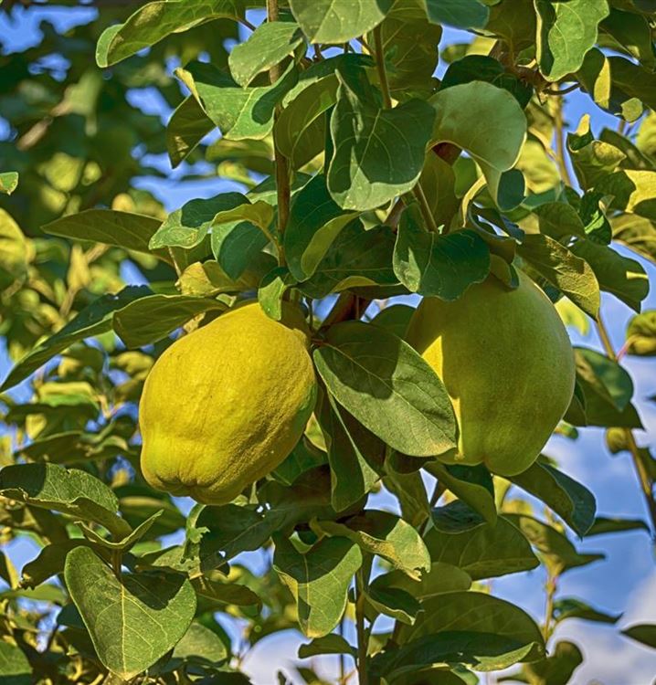 Quittenbaum Quittenbaum