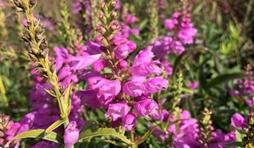 Zum Vergrößern klicken Bildvorschau