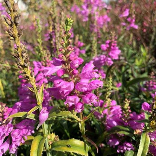 Physostegia virginiana 'Bouquet Rose' Physostegia virginiana 'Bouquet Rose'