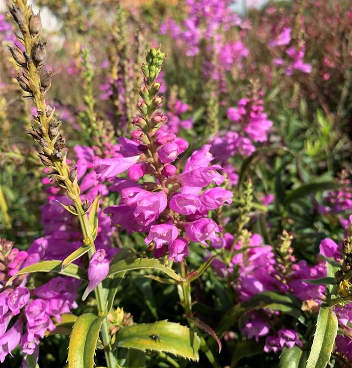 Gelenkblume Gelenkblume