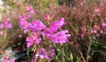 Zum Vergrößern klicken Bildvorschau