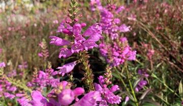 Zum Vergrößern klicken Bildvorschau
