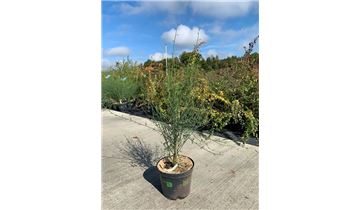 Gartenpflanzen Daepp