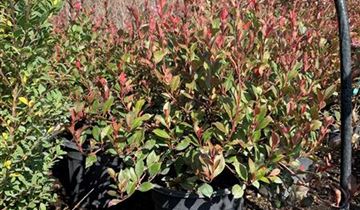 Zum Vergrößern klicken Bildvorschau