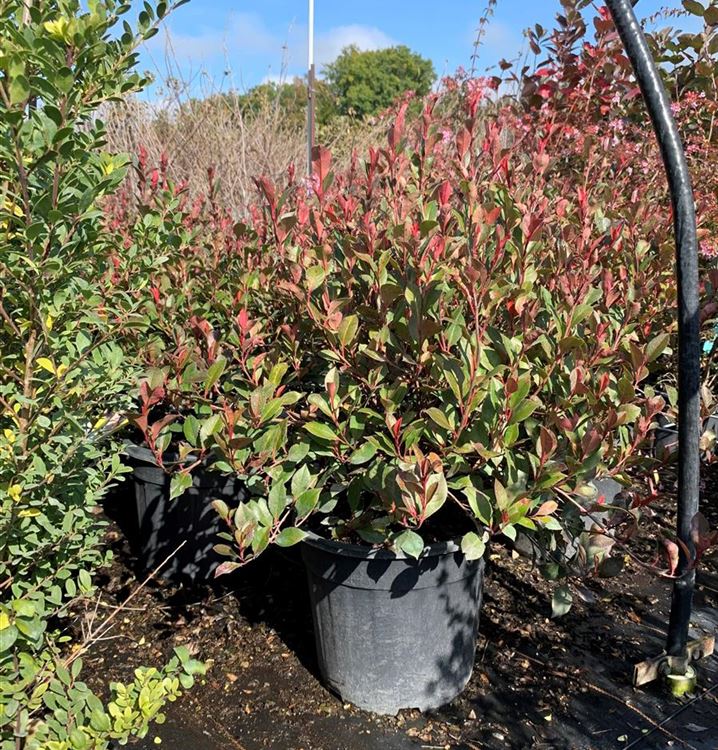 Zwerg-Glanzmispel Zwerg-Glanzmispel