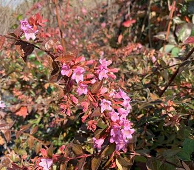 Abelia 'Edward Goucher' Abelia 'Edward Goucher'
