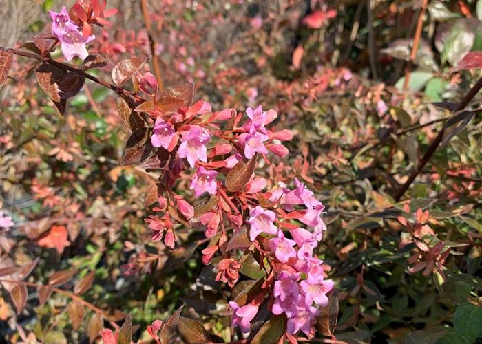 Abelia 'Edward Goucher' Abelia 'Edward Goucher'