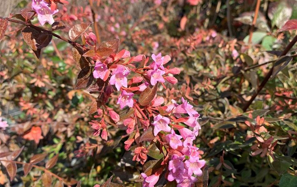 Abelia 'Edward Goucher' Abelia 'Edward Goucher'