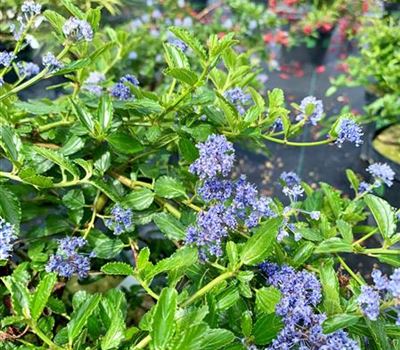 Ceanothus thyrsiflorus var. repens Ceanothus thyrsiflorus var. repens