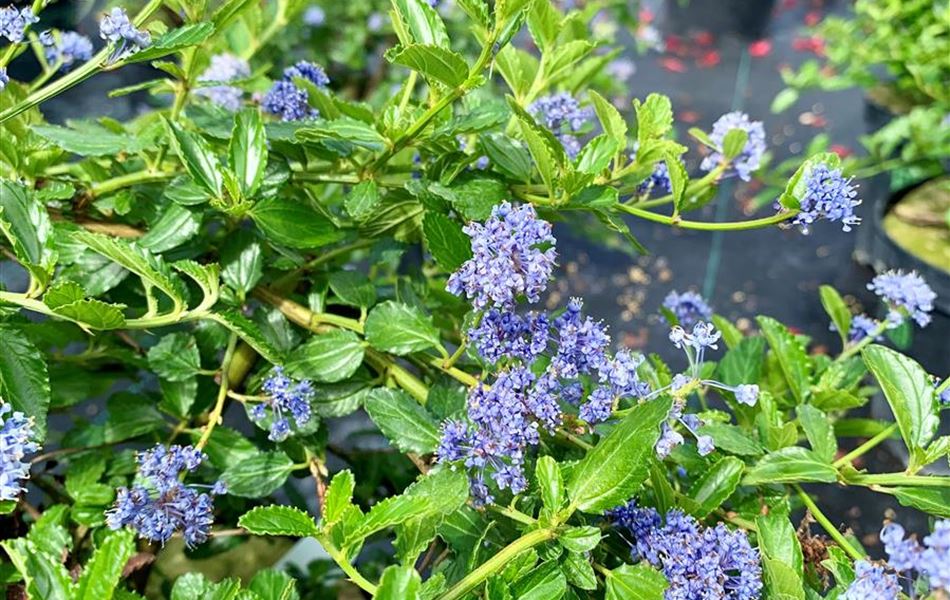 Ceanothus thyrsiflorus var. repens Ceanothus thyrsiflorus var. repens