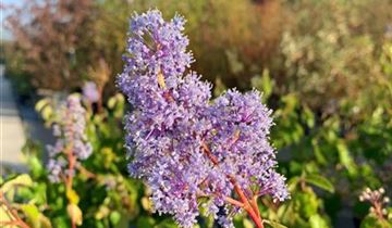 Zum Vergrößern klicken Bildvorschau