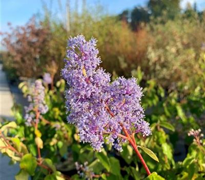 Ceanothus delilianus (x) 'Gloire de Versailles' Ceanothus delilianus (x) 'Gloire de Versailles'