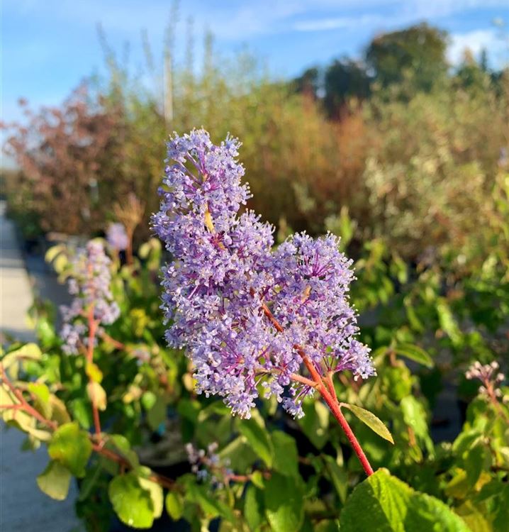 Säckelblume Säckelblume