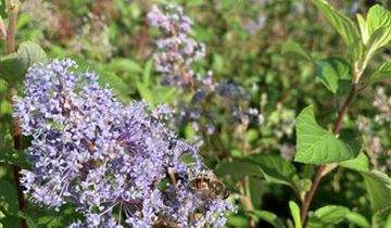 Zum Vergrößern klicken Bildvorschau