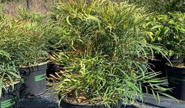 Zum Vergrößern klicken Bildvorschau