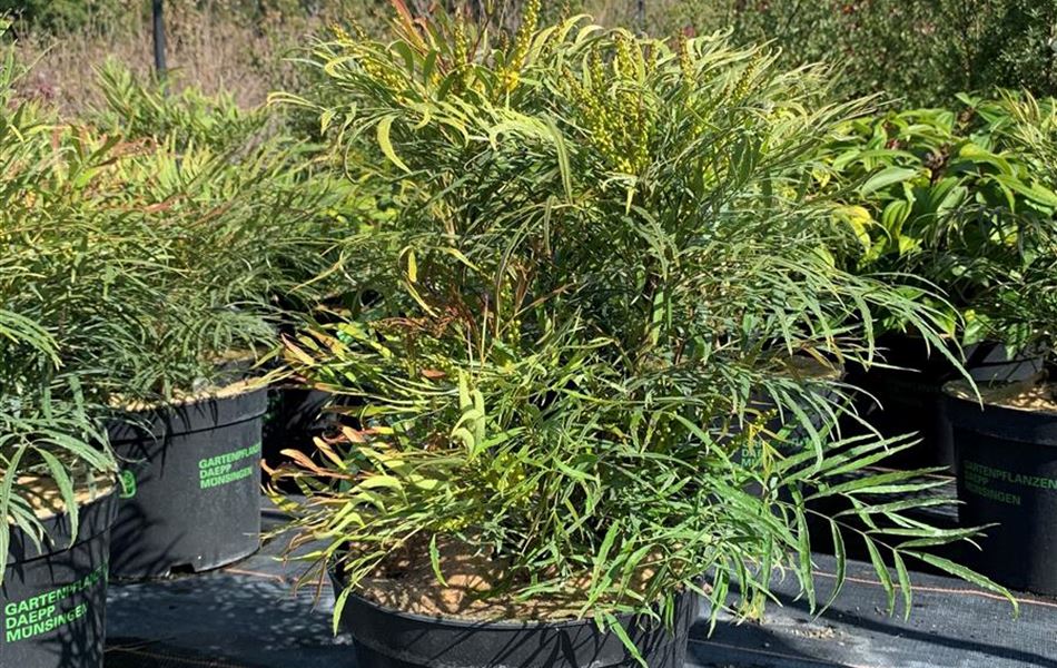 Mahonia eurybracteata 'Soft Caress' Mahonia eurybracteata 'Soft Caress'