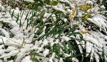 Zum Vergrößern klicken Bildvorschau