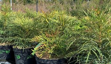 Zum Vergrößern klicken Bildvorschau