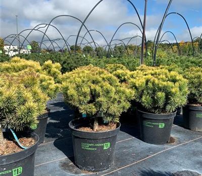 Pinus mugo 'Ophir'