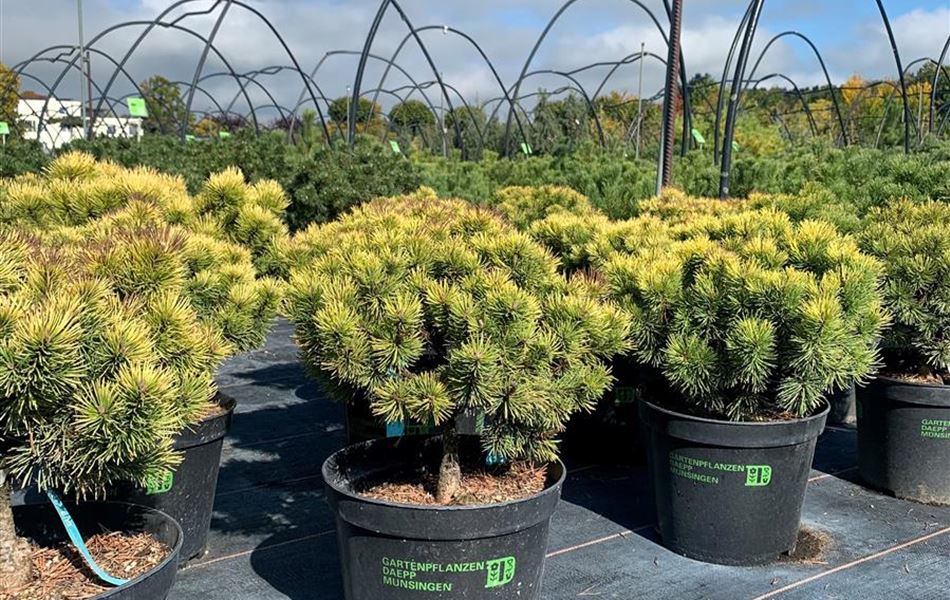 Pinus mugo 'Ophir' Pinus mugo 'Ophir'