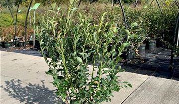 Zum Vergrößern klicken Bildvorschau