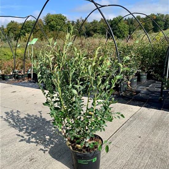 Vaccinium corymbosum 'Bluecrop' Vaccinium corymbosum 'Bluecrop'