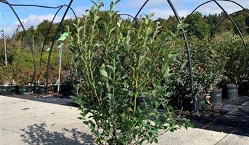 Zum Vergrößern klicken Bildvorschau