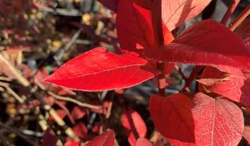 Zum Vergrößern klicken Bildvorschau