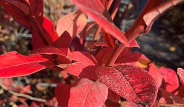 Zum Vergrößern klicken Bildvorschau