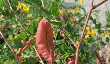 Zum Vergrößern klicken Bildvorschau