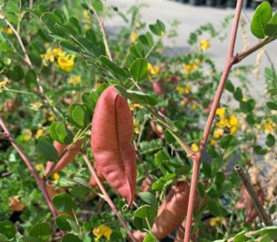 Colutea arborescens Colutea arborescens
