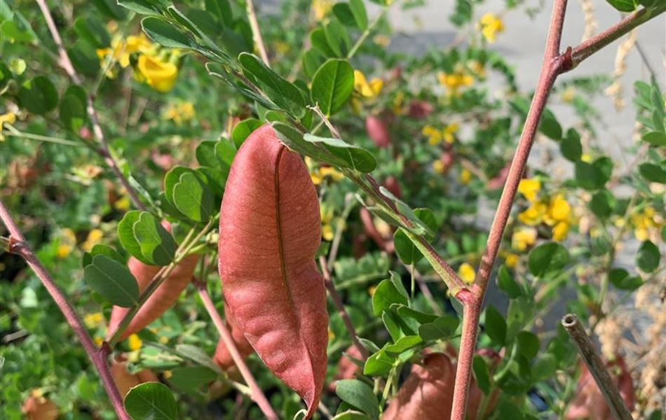 Colutea arborescens Colutea arborescens