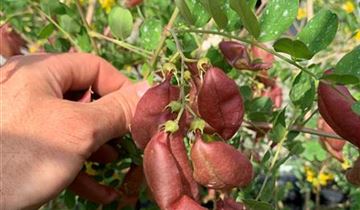 Zum Vergrößern klicken Bildvorschau