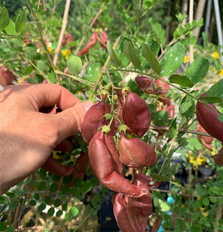 Blasenstrauch Blasenstrauch