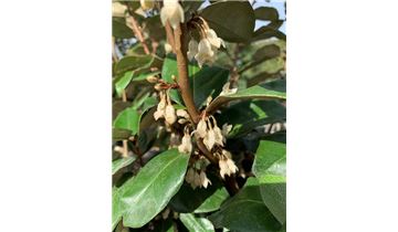 Gartenpflanzen Daepp Gartenpflanzen Daepp