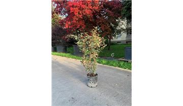 Gartenpflanzen Daepp Gartenpflanzen Daepp