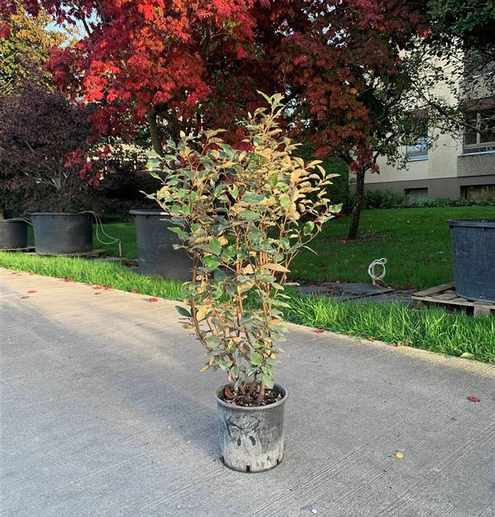 Wintergrüne Ölweide Wintergrüne Ölweide