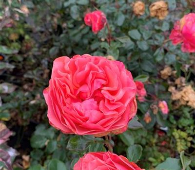 Rosa (Strauchrose) 'Coral Lions-Rose' Rosa (Strauchrose) 'Coral Lions-Rose'