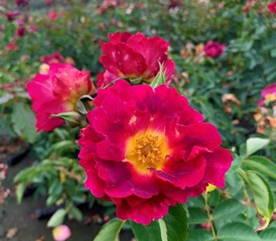 Rosa (Strauchrose) 'Weg der Sinne' Rosa (Strauchrose) 'Weg der Sinne'