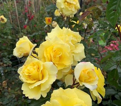 Rosa (Strauchrose) 'Lichtkönigin Lucia' Rosa (Strauchrose) 'Lichtkönigin Lucia'