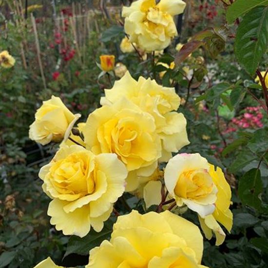 Rosa (Strauchrose) 'Lichtkönigin Lucia' Rosa (Strauchrose) 'Lichtkönigin Lucia'