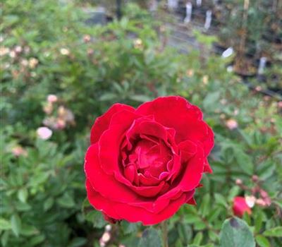 Rosa (Strauchrose) 'Gruss an Heidelberg' Rosa (Strauchrose) 'Gruss an Heidelberg'