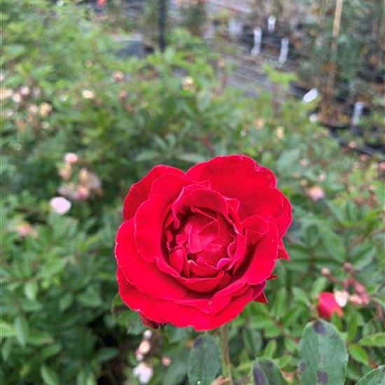 Rosa (Strauchrose) 'Gruss an Heidelberg' Rosa (Strauchrose) 'Gruss an Heidelberg'