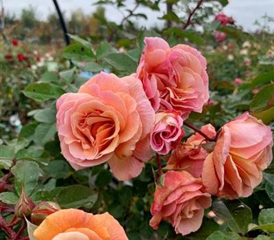 Rosa (Floribundarose) 'Arabia' Rosa (Floribundarose) 'Arabia'