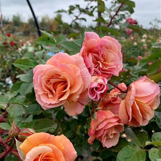 Rosa (Floribundarose) 'Arabia' Rosa (Floribundarose) 'Arabia'