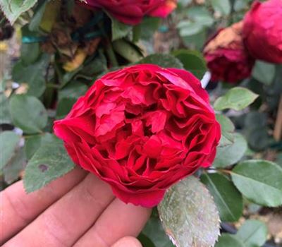 Rosa (Kletterrose) 'Florentina'