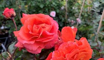 Zum Vergrößern klicken Bildvorschau