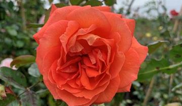 Zum Vergrößern klicken Bildvorschau