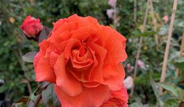 Zum Vergrößern klicken Bildvorschau