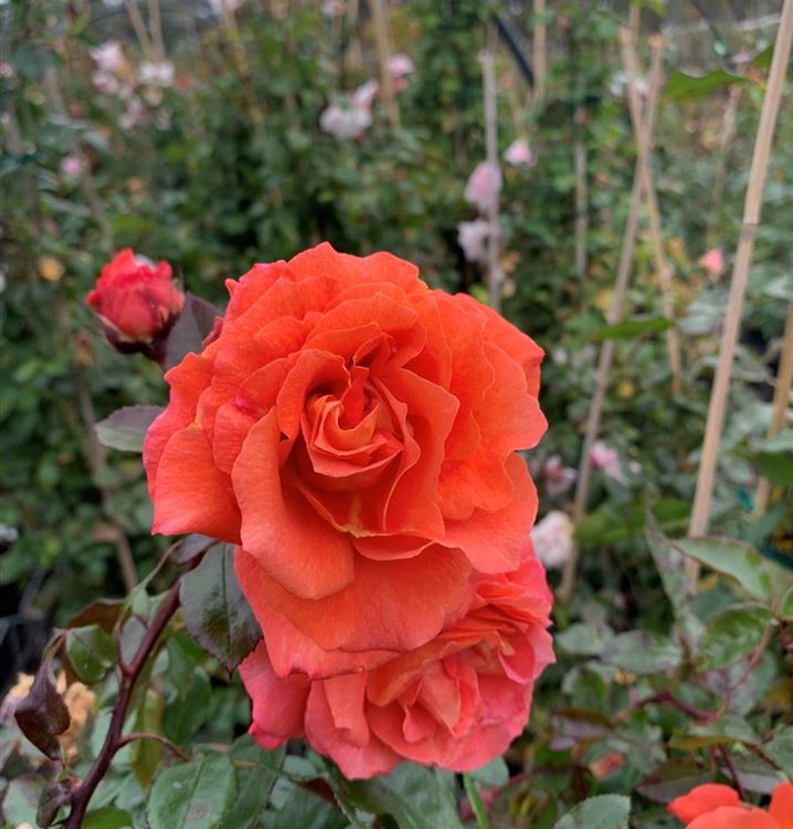 Kletterrose Kletterrose